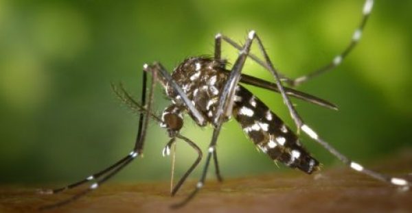 Δάγκειος πυρετός: Δημιούργησαν κουνούπια ανθεκτικά στον ιό – Έρευνα με Έλληνα επικεφαλής