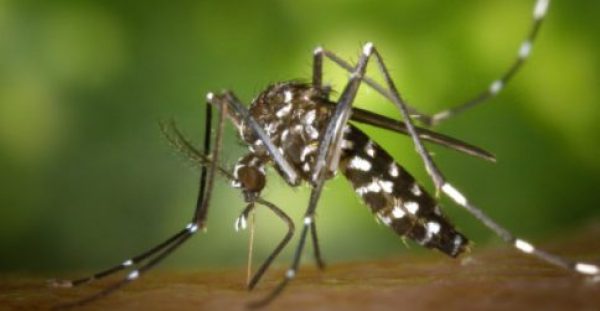 Δάγκειος πυρετός: Δημιούργησαν κουνούπια ανθεκτικά στον ιό
