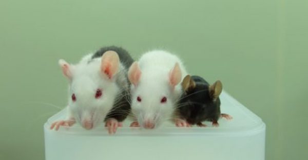 Απίστευτο: Επιστήμονες ανέπτυξαν τεχνητά πάγκρεας ποντικού μέσα σε σώμα αρουραίου!