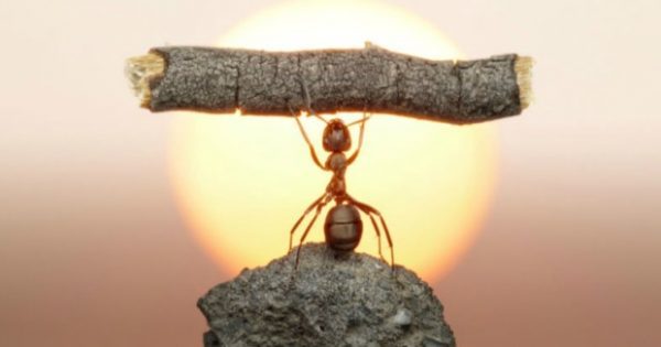 Έτσι θα Κρατήσετε τα Μυρμήγκια Μακριά από το Σπίτι σας