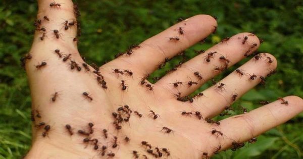 5 φυσικοί τρόποι να εξαφανίσετε τα μυρμήγκια μια και καλή