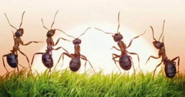 Απαλλαχτείτε από τα μυρμήγκια με… φυσικό τρόπο