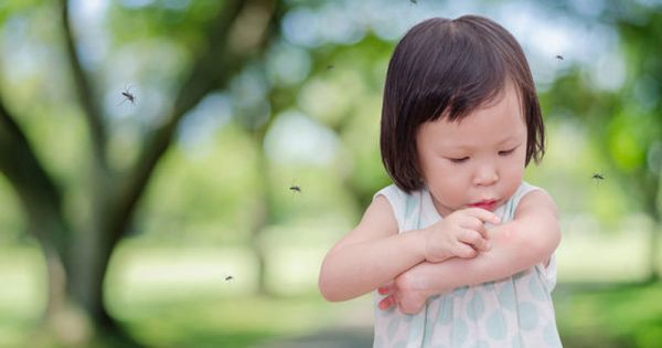 Τσιμπήματα από κουνούπια – Αντιμετώπιση με φυσικά μέσα