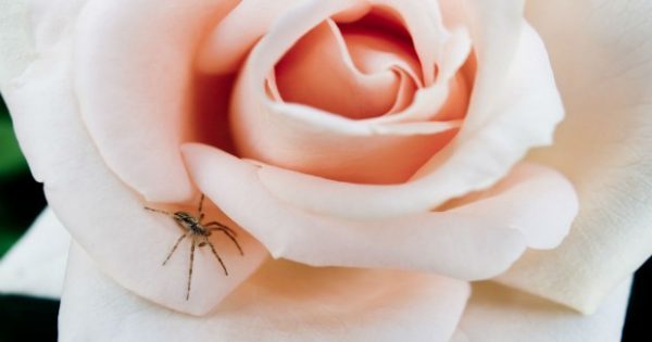 Υπόθεση Αράχνες: Αυτά Είναι τα Σημεία που Αγαπούν αλλά Ξεχνάτε να Καθαρίσετε