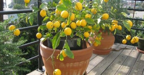 Λεμονιά:Πώς να φυτέψετε τη δική σας λεμονιά στο μπαλκόνι