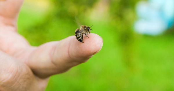 Αλλεργία στο τσίμπημα της μέλισσας: Συμπτώματα & προφυλάξεις