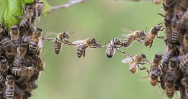 Η υγεία μας συνδέεται με την υγεία των… μελισσών! Τι έδειξε μεγάλη έρευνα  μέλισσες