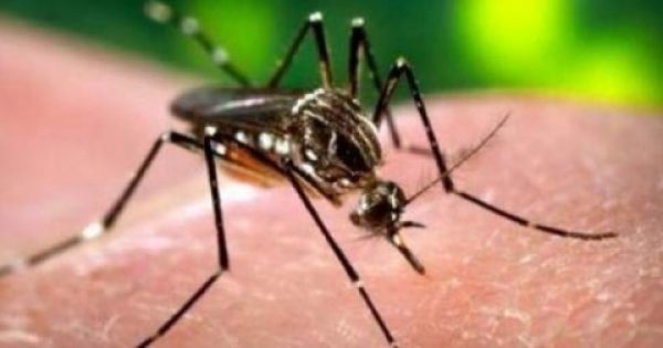 Κουνούπια: Τρόποι προστασίας και αντιμετώπιση των τσιμπημάτων