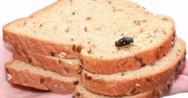 Τι συμβαίνει αν κάτσει μια μύγα στο φαγητό σας (video)