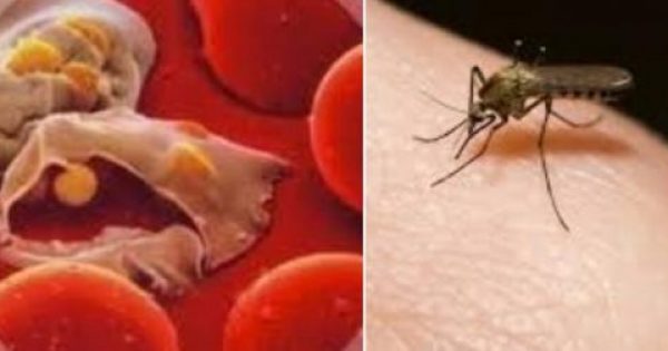 Σαρώνει η ελονοσία! Πάνω από τριάντα κρούσματα τον Ιούλιο. – Ποιες περιοχές έχουν μπει σε καραντίνα