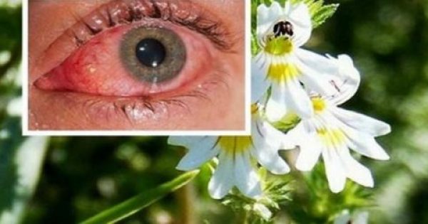 Αυτό είναι το βότανο που βελτιώνει την όραση ακόμα και σε άτομα άνω των 70 ετών!