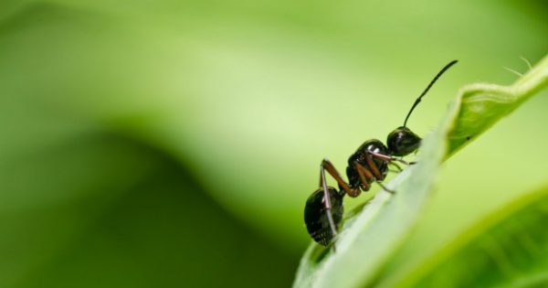 Εξαφανίστε τα Μυρμήγκια με τον πιο Φυσικό Τρόπο