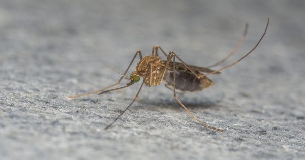 Featured Image for Ιός του Δυτικού Νείλου: Με ποια συμπτώματα εκδηλώνεται & πώς θα προστατευτείτε