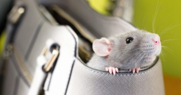 Πώς να Ξεφορτωθείτε τα Ποντίκια Από Σπίτι και Εξοχικό με τους πιο Φυσικούς Τρόπους! 