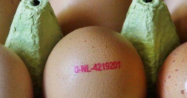 Μολυσμένα αυγά στην Ευρώπη: Τι πρέπει να ξέρετε – Οι κωδικοί στις σφραγίδες των επικίνδυνων παρτίδων [vids]