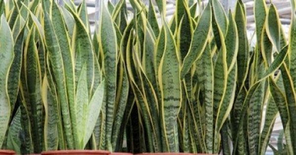 Αυτά είναι τα 18 φυτά που σύμφωνα με την NASA καθαρίζουν τον αέρα του σπιτιού σας