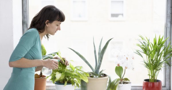 Καλύτερη ποιότητα αέρα μέσα στο σπίτι, αν έχετε αυτά τα φυτά εσωτερικού χώρου [pics]