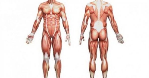 Αυτοί είναι οι 6 ιστοί του σώματος που μπορούν να αναγεννηθούν “εύκολα” μέσω της σωστής διατροφής