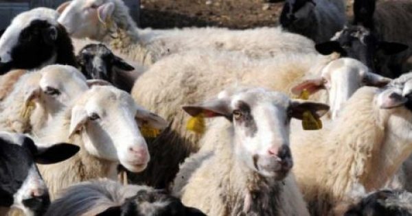 Συναγερμός στη Λέσβο: Νέα κρούσματα ευλογιάς σε αιγοπρόβατα