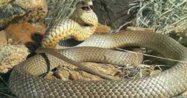 Featured Image for Τι να κάνεις μόλις δεις φίδι;