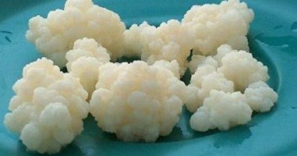 Featured Image for Κεφίρ – kefir – Το ζωντανό ποτό. Πως παρασκευάζεται