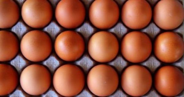 Γενετικά τροποποιημένα κοτόπουλα γεννούν αυγά – φάρμακα