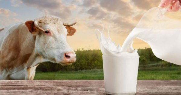 Featured Image for Βρουκέλλωση: Πώς μεταδίδεται στον άνθρωπο και ποια είναι τα βασικά μέτρα προστασίας