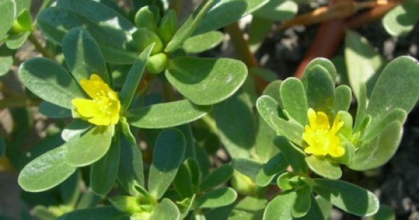 Γλυστρίδα… η θαυματουργή: Ένα αρχαίο θεραπευτικό φυτό με πλούσιες ιδιότητες