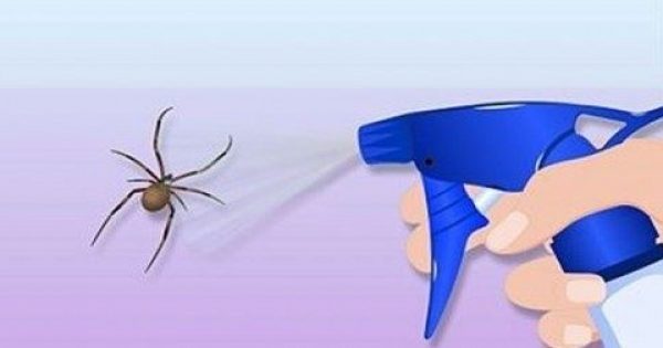 Featured Image for Έτσι θα απαλλαγείτε από κάθε είδους έντομα στο σπίτι χωρίς χημικές ουσίες