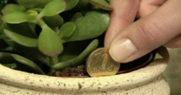 ΕΚΠΛΗΚΤΙΚΟ! Βάλτε αυτό το φυτό σπίτι σας και θα δείτε τα χρήματα σας να αυξάνονται…