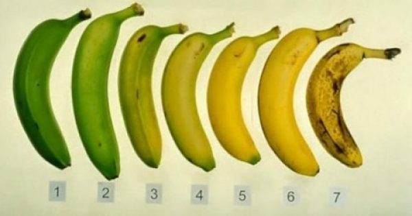 Ποια από τις μπανάνες που βλέπετε είναι η πιο υγιεινή επιλογή και γιατί;