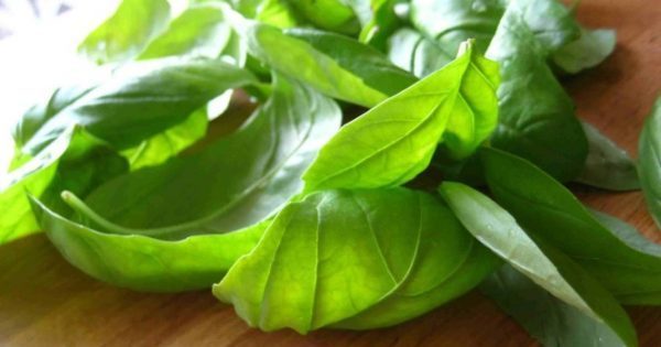 Featured Image for Διαβήτης: Τα βότανα που τον καταπολεμούν πιο αποτελεσματικά