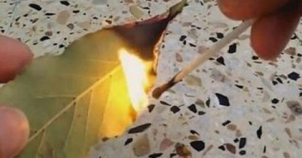 Featured Image for Μεγάλη προσοχή: Κάψτε αμέσως ένα φύλλο δάφνης στο σπίτι σας! Ο λόγος θα σας τρελάνει τελείως…