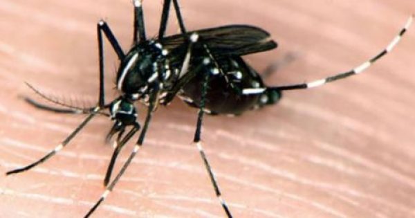 Featured Image for Αν κυνηγήσετε τα κουνούπια το θυμούνται και δεν επιστρέφουν για να σας τσιμπήσουν