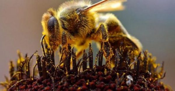 Το δηλητήριο της μέλισσας «κλειδί» για την θεραπεία του καρκίνου;