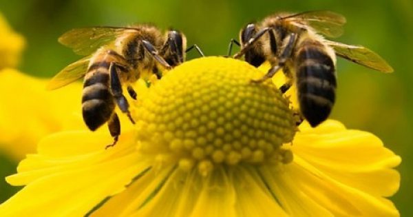 H πρόπολη, ο βασιλικός πολτός, η γύρη, ακόμη και το δηλητήριο των μελισσών, όλα έχουν ισχυρές θεραπευτικές ιδιότητες. Eκμεταλλευτείτε τις.