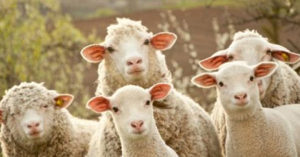 Η σκλήρυνση κατά πλάκας συνδέεται με τα πρόβατα