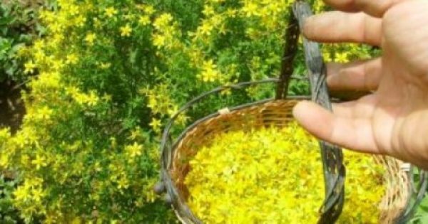 Featured Image for Σπαθόλαδο: Το γιατρικό των Αρχαίων Σπαρτιατών που κατακτά τις ΗΠΑ! Δείτε πως θα το φτιάξετε μόνοι σας;