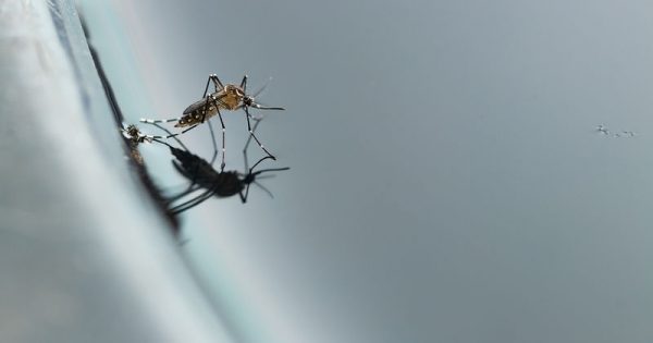 Τα βασικά μέτρα προστασίας από τα κουνούπια