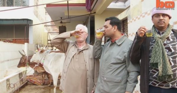 Αναγούλα: Πίνουν ούρα αγελάδας «για να γιατρέψουν» πάσα νόσο! [vid]