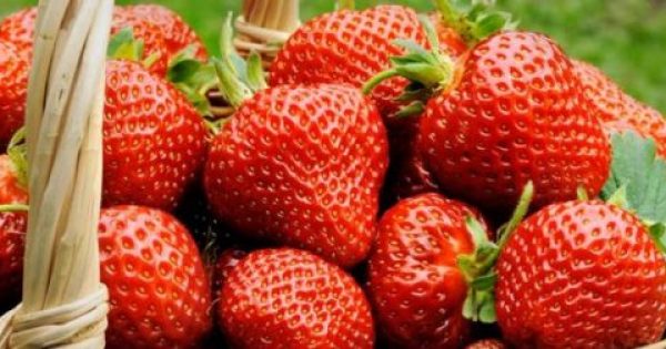Τα σπουδαία οφέλη και οι κίνδυνοι της φράουλας για την υγεία