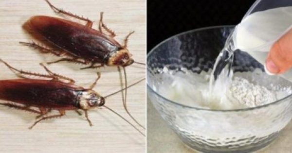 Κατσαρίδες στο σπίτι: 7 απλοί και φυσικοί τρόποι για να εξαφανιστούν
