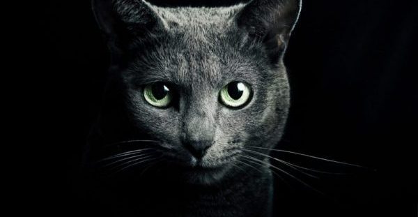 Γάτα – προστατεύει εσάς και το σπίτι σας από φαντάσματα και αρνητικά πνεύματα!