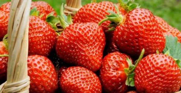 Τα σπουδαία οφέλη και οι κίνδυνοι της φράουλας για την υγεία