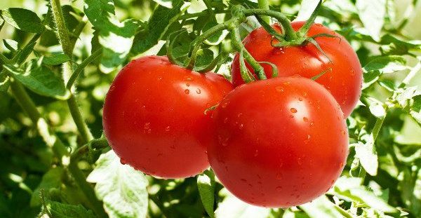 Τα δύο μυστικά για να διατηρούνται φρέσκιες οι ντομάτες